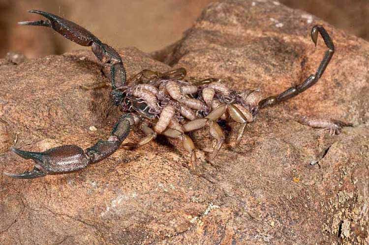 Flat Rock Scorpion