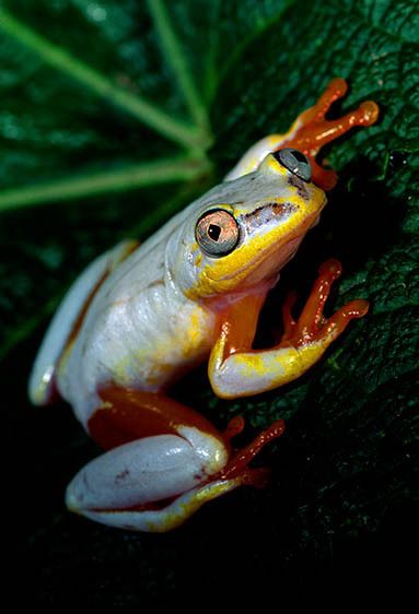 Metallis Reed Frog