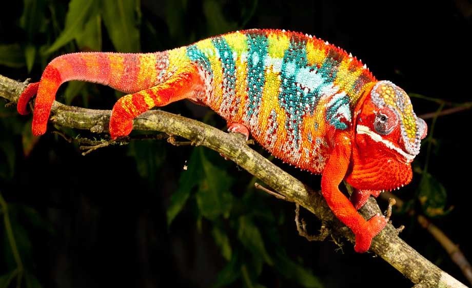 Panther Chameleon (Male)