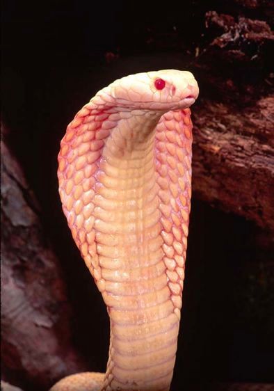 1albinocobra.jpg