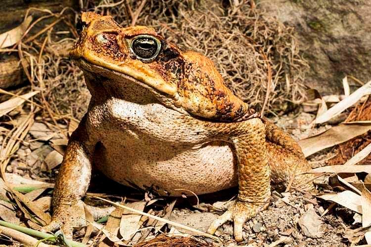 1marinetoad.jpg