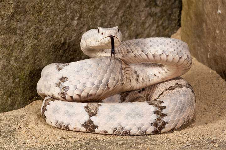 Banded Rock Rattlesnake