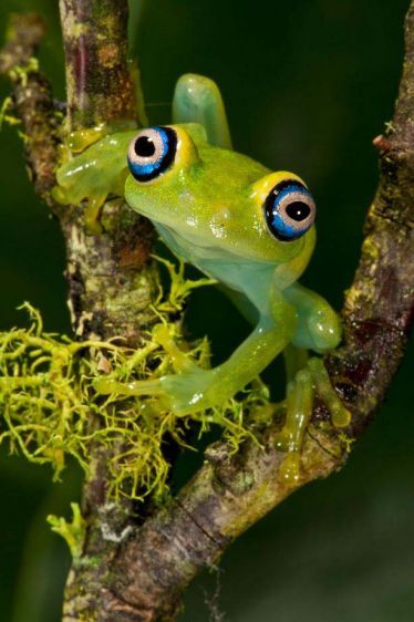 1blueringtreefrog001.jpg