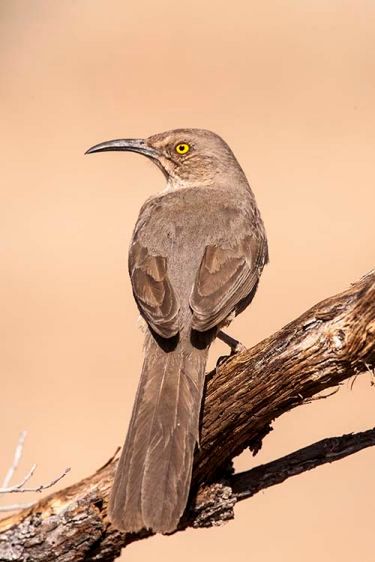 1curve_billed_thrasher.jpg