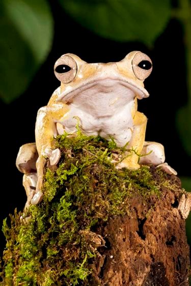 1earedtreefrog.jpg