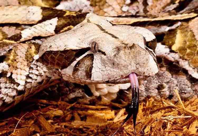 1gaboonviper.jpg