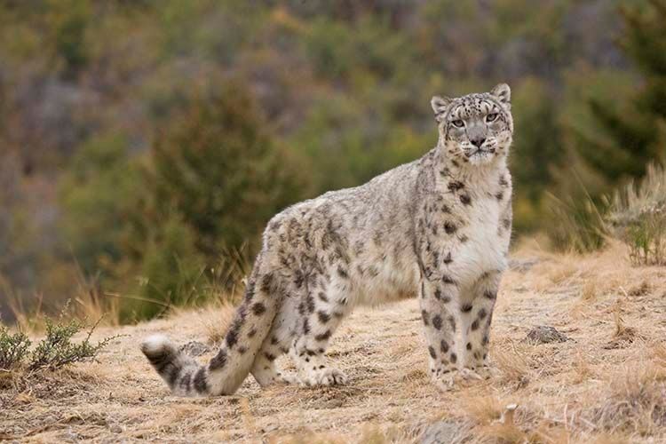 Snow Leopard