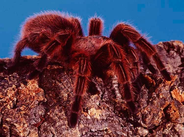 1truerosehairtarantula.jpg