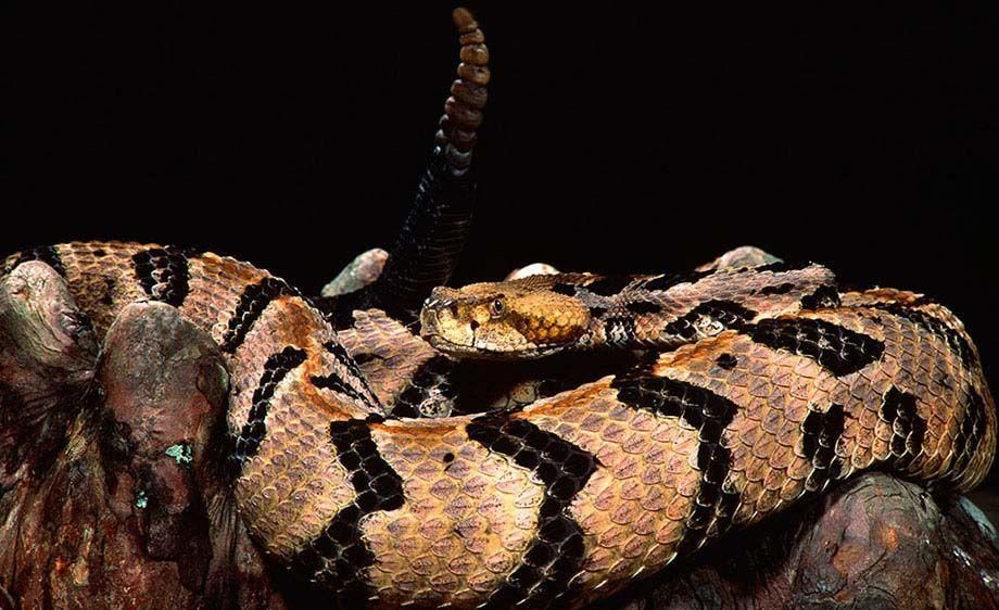 Canebrake Timber Rattlesnake