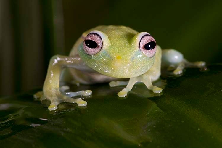African Glass Frog