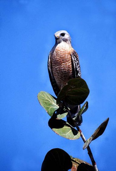 1redshoulderhawk.jpg