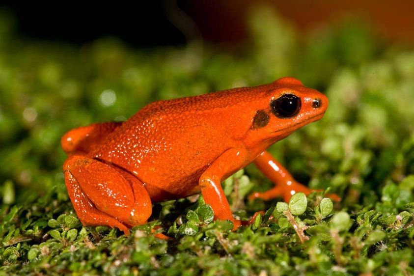Black-eared Mantella
