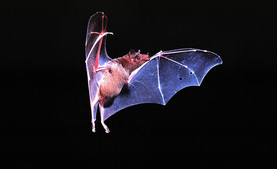 Mexican Long-tongued Bat