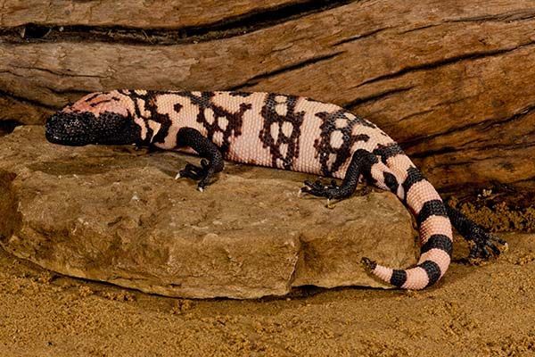 Gila Monster