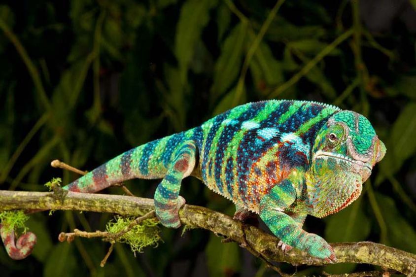 Rainbow Panther Chameleon