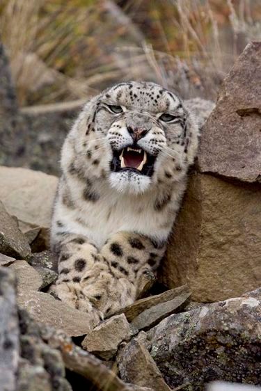 Snow Leopard