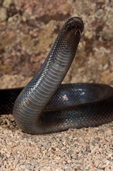 Stiletto Snake (Mole Viper)