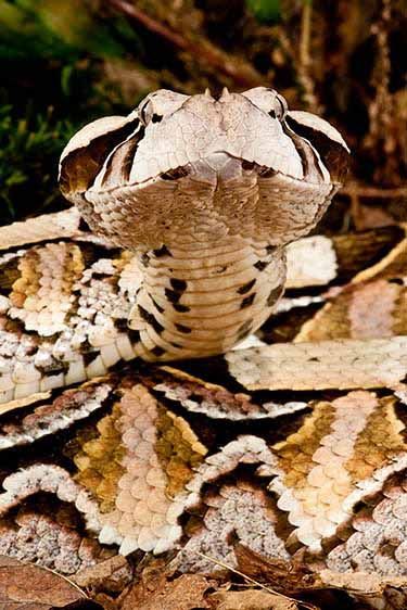 East African Gaboon Viper
