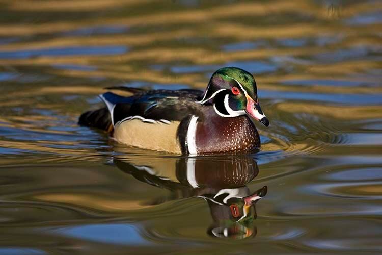 1woodduck.jpg