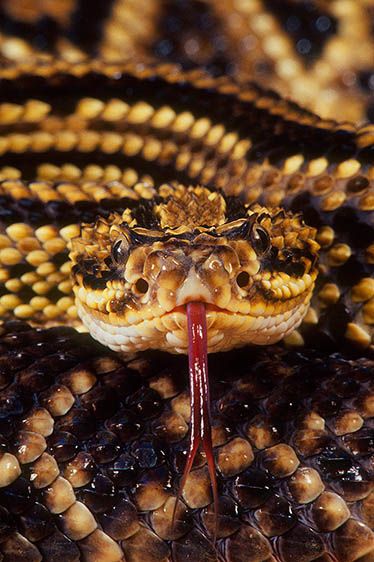 Brazilian Rattlesnake