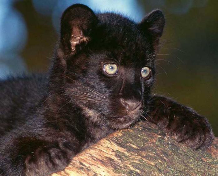 1blackleopardcub8x10.jpg