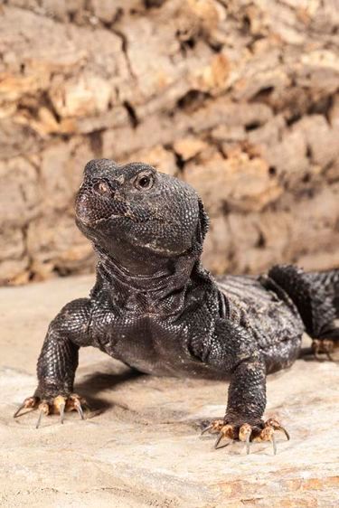 1banded_uromastyx.jpg