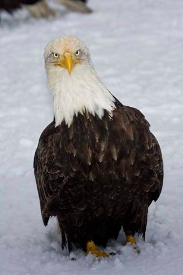 1baldeagle2.jpg