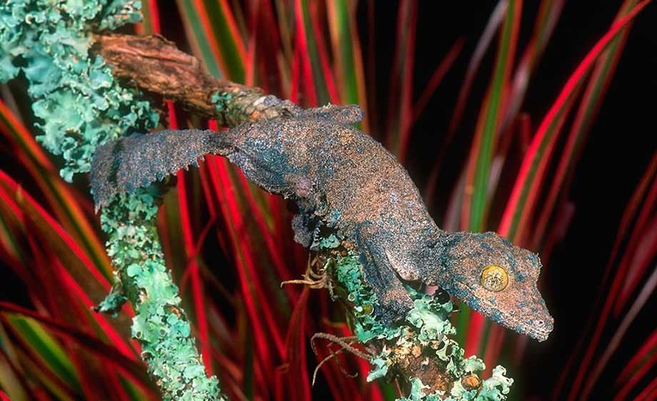 Mossy Leaf-tail  Gecko