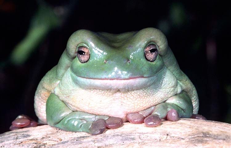 White's Treefrog