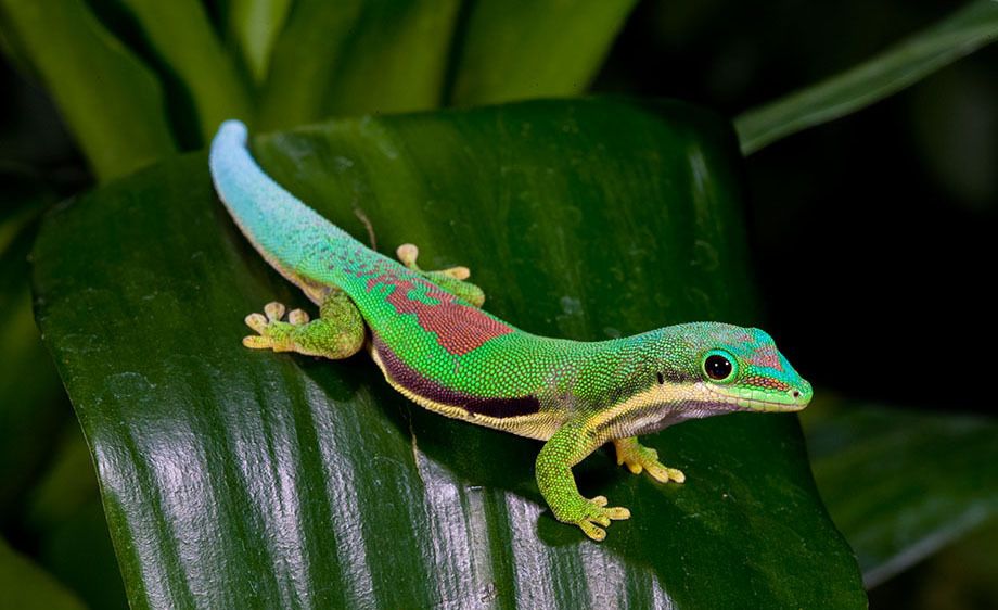 Lined Day Gecko
