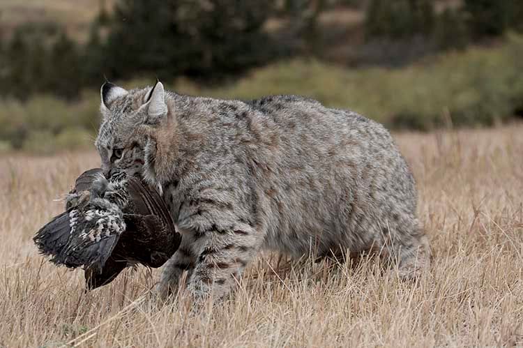 465_1bobcatwithgrouse.jpg