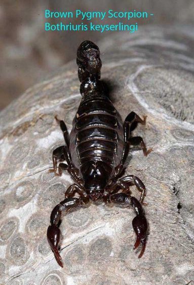 1brownpygmyscorpion06.jpg