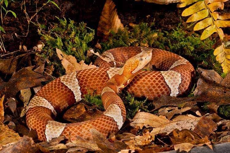 Broad-banded Copperhead