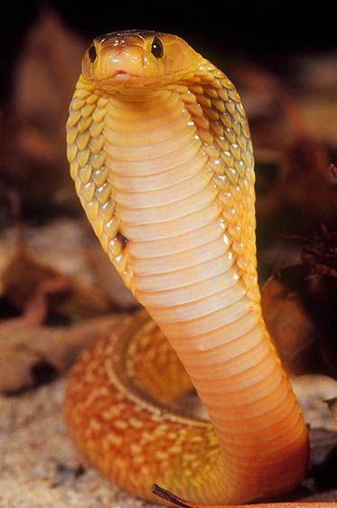 Formosa Island Cobra