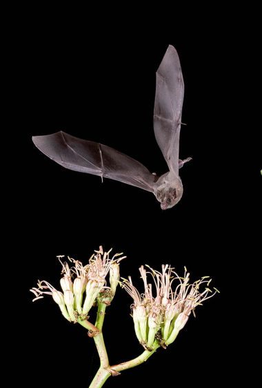 Mexican Long-Tongued  Bat