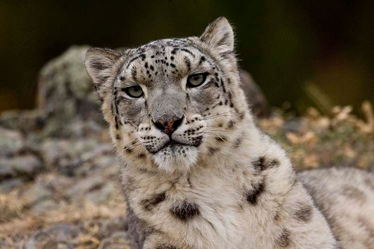 Snow Leopard
