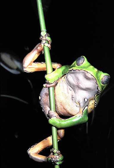 Bicolor Monkey Frog