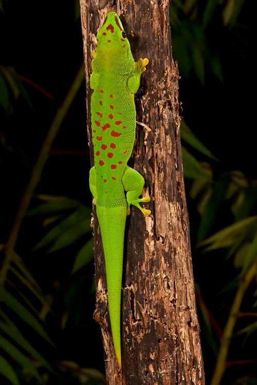 1giantdaygecko3___copy.jpg
