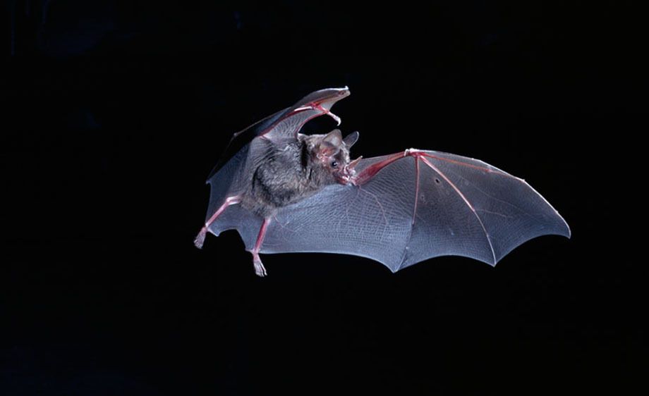 Leaf-Nosed Fruit Bat