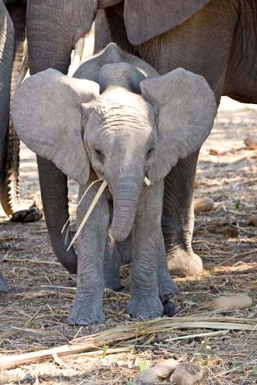 1babyelephant.jpg