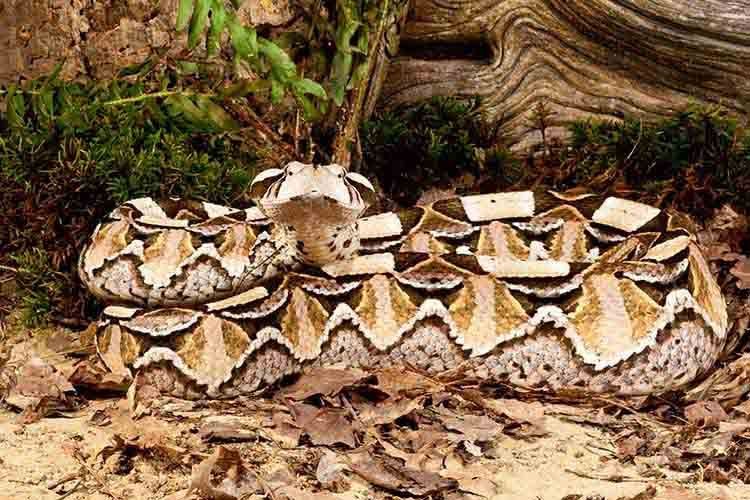 Western Gaboon Viper