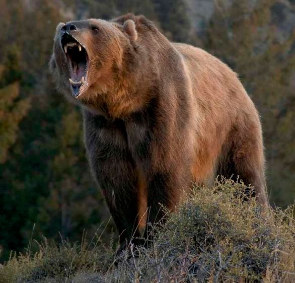 1grizzleybear.jpg