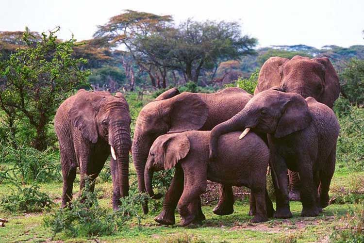 220_1elephantfamily.jpg