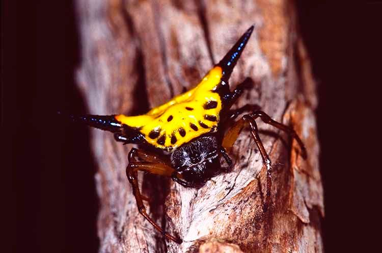 1thornspider.jpg