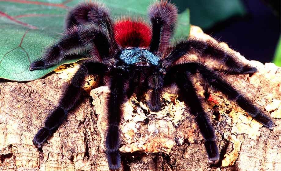 Martinique Tree Spider