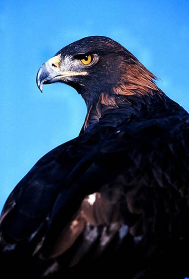 1BirdofPrey20100828_0009.jpg