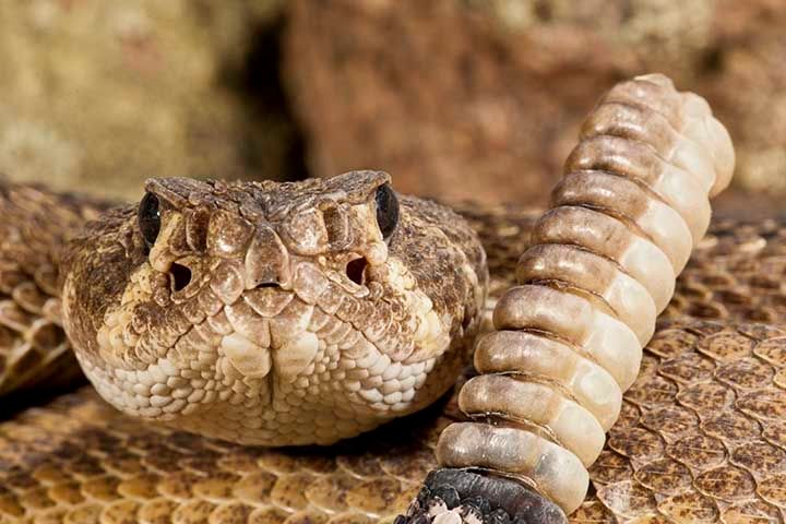 544_1western_diamondback_rattlesnakehead.jpg