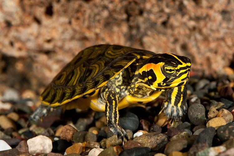 Yellow Bellied Turtle