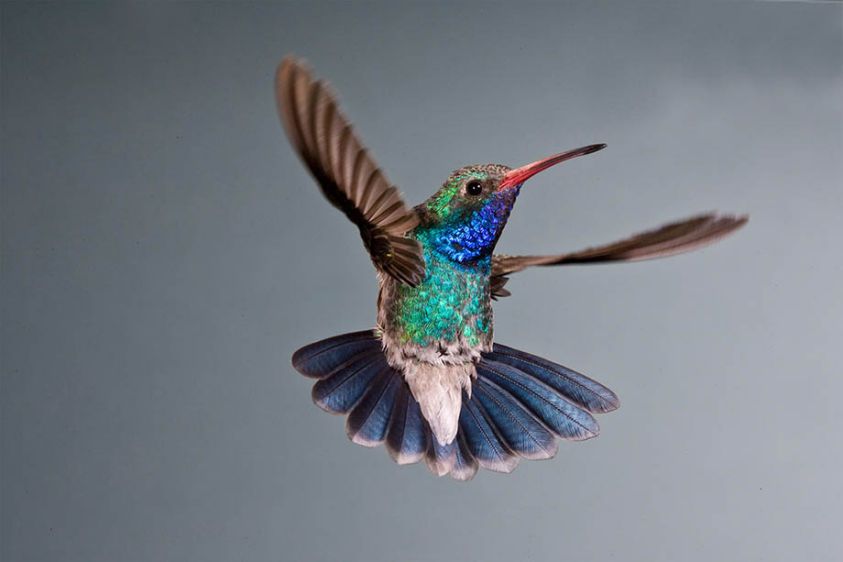 Broad Bill Hummingbird Male