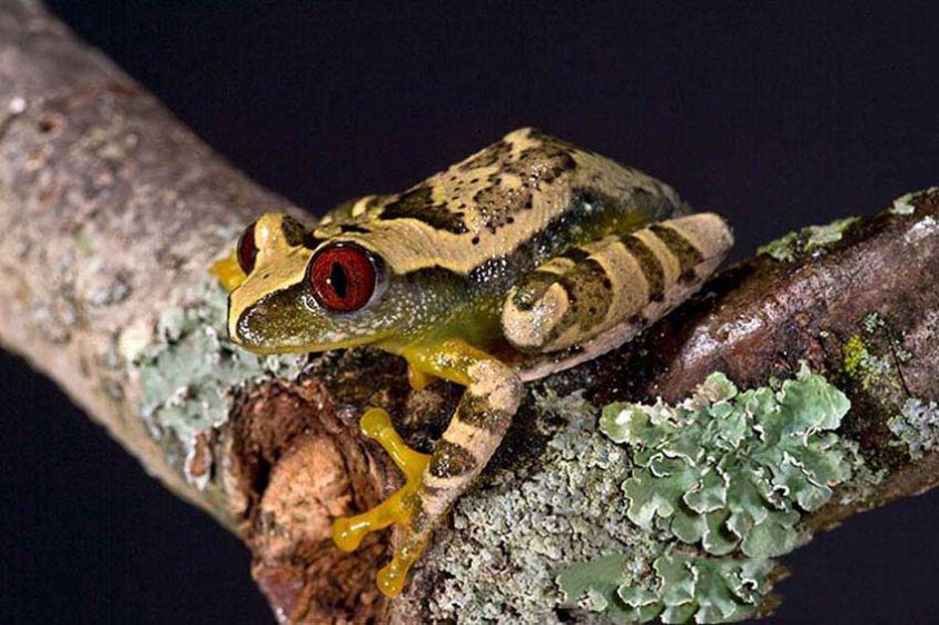 African Red Eye Treefrog